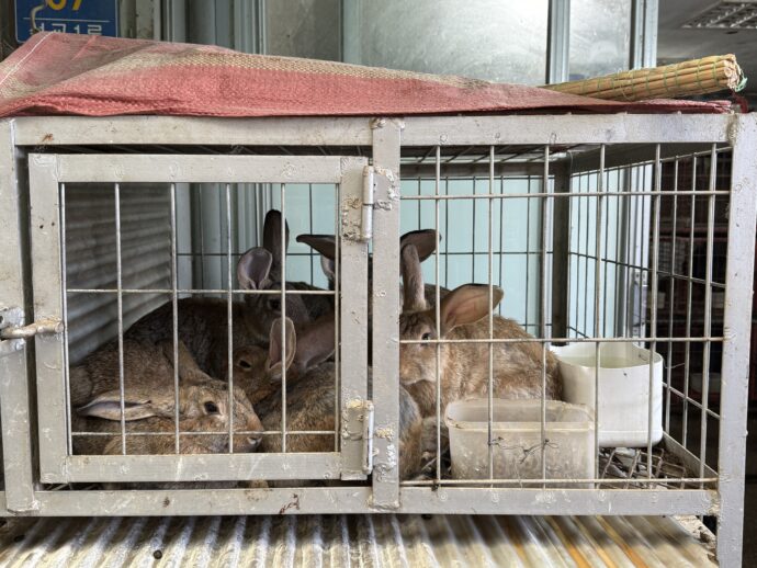 ウサギのケージ