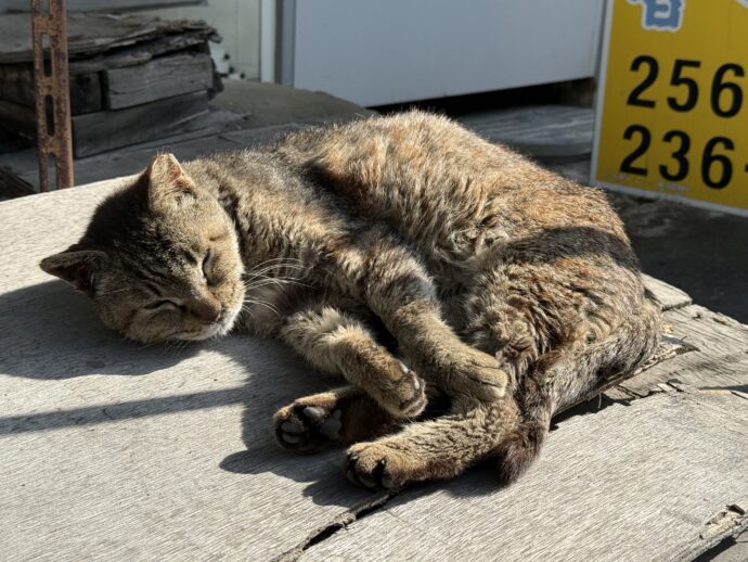 お昼寝する猫