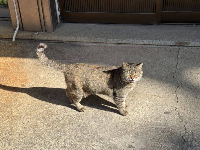 おいかけてくる猫