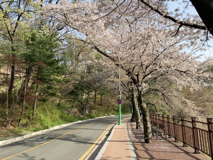 桜並木