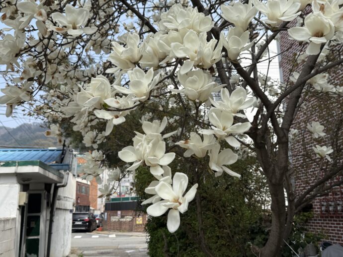 モクレンの花