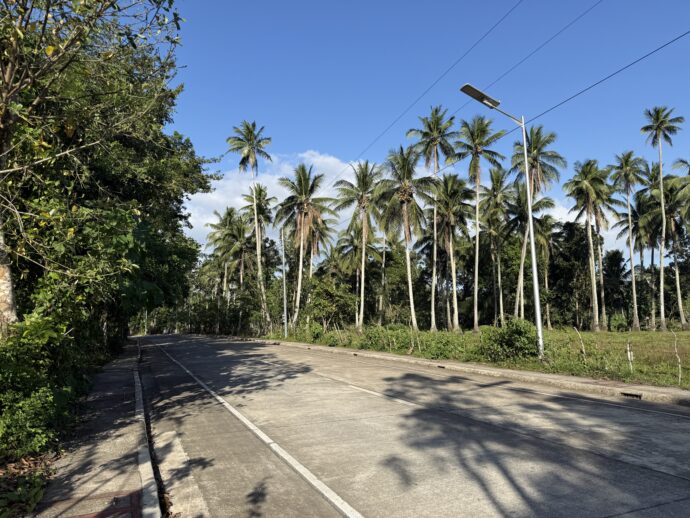 やしの木の生える大通り