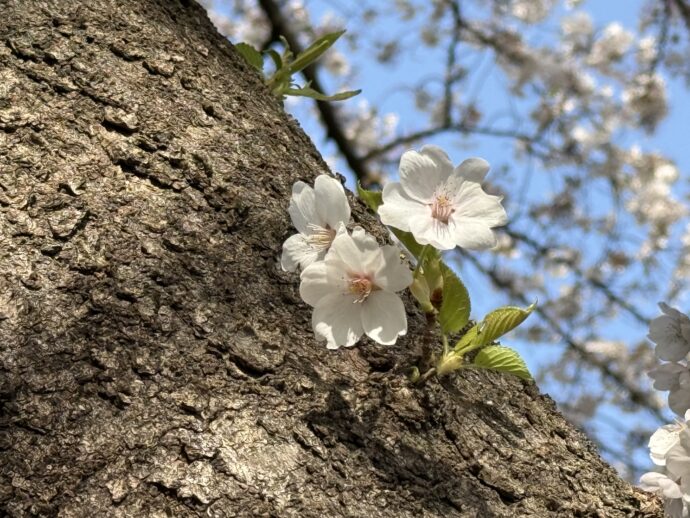 木から生えた桜の花