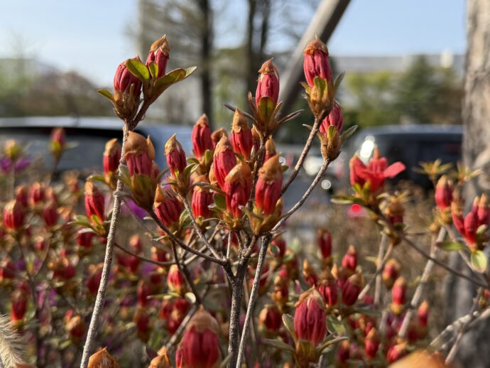 赤いつぼみの花