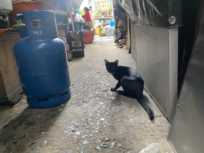 黒猫の路地裏