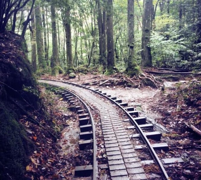 縄文杉トロッコ道