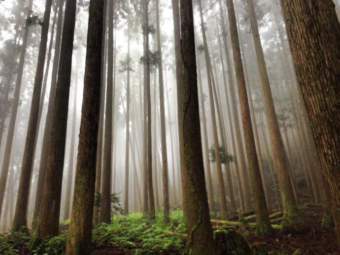 熊野古道 中辺路